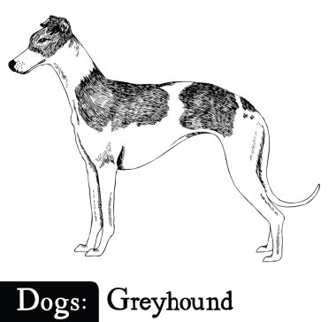 Köpek kroki tarzı Greyhound