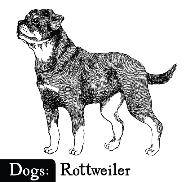Kroki tarzı Rottweiler köpekler