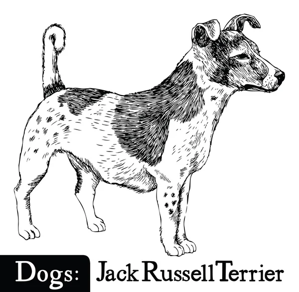 Estilo de esboço de cão Jack Russell Terrier — Vetor de Stock