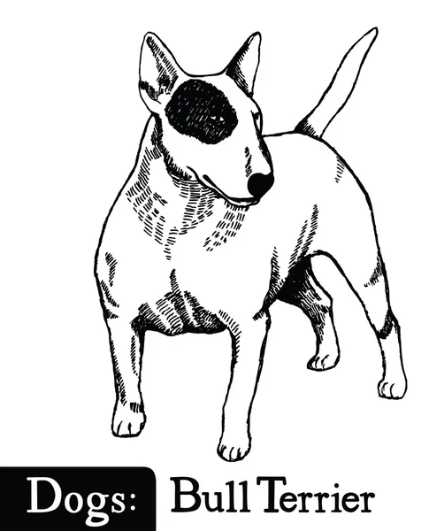 Estilo de boceto de perro Bull Terrier — Vector de stock