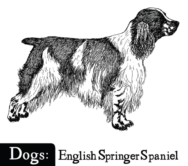 Dog sketch style englischer springer spaniel — Stockvektor