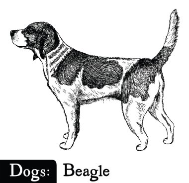 Kroki tarzı Beagle köpek