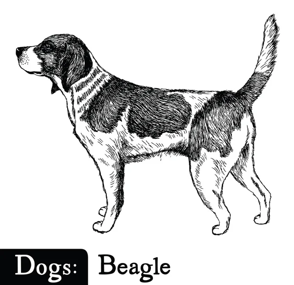 Beagle gaya Dog Sketch - Stok Vektor