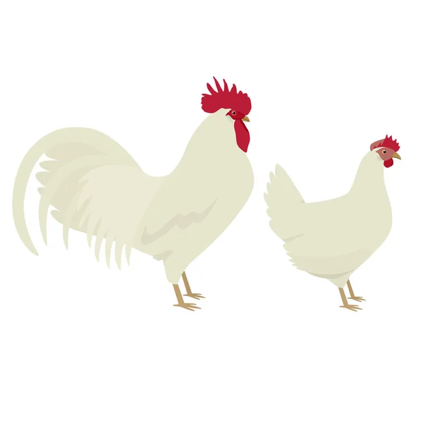 White Leghorn Breed Chickens Vector Illustration Isolated Object Set — Stock Vector