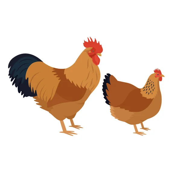 New Hampshire Breed Chickens Vector Illustration Izolált Objektumkészlet — Stock Vector