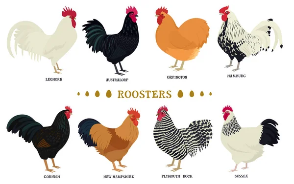 Κατοικίδια Κοτόπουλα Επίπεδη Διανυσματική Απεικόνιση Σύνολο Πτηνοτροφίας — Διανυσματικό Αρχείο