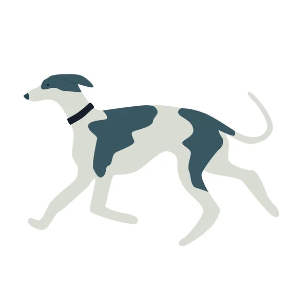 Greyhound Hund Platt Vektor Illustration Set Royaltyfria illustrationer