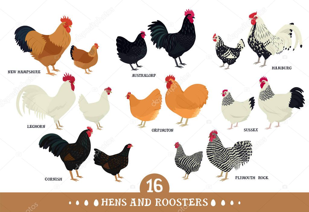 Set of domestic chickens Flat vector illustration Poultry farming set