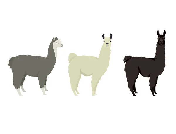 Llama Lama Glama Illustrations Vectorielles Plates Ensemble Objets Isolés Graphismes Vectoriels