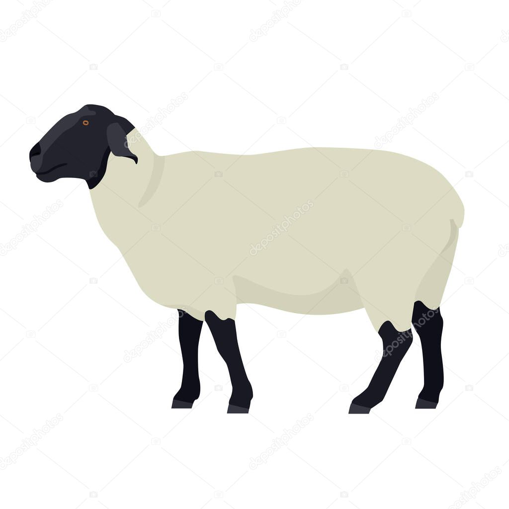 Female Suffolk sheep Farm animals Flat vector illustration Isolated object set