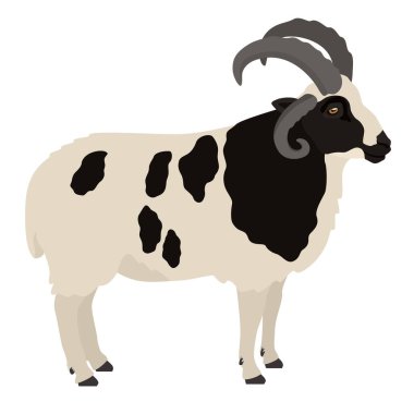 Jacob sheep Ram Farm animals Flat vector illustration Isolated object set