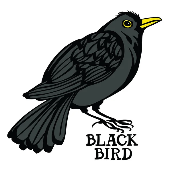 Coleção de pássaros Blackbird Color vector — Vetor de Stock