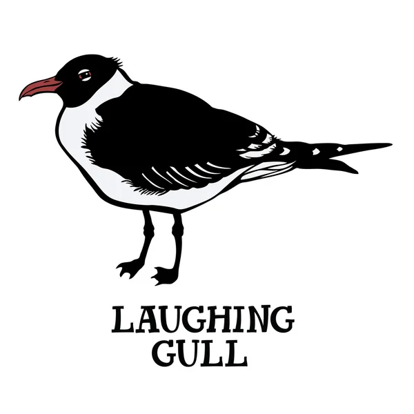 Birds collection  Laughing gull — Stock Vector