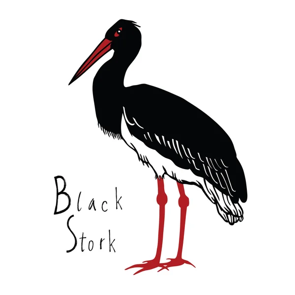 Coleção de pássaros Black Stork vetor de cores —  Vetores de Stock