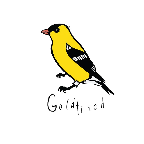 Колекція птахів Goldfinch Кольоровий вектор — стоковий вектор