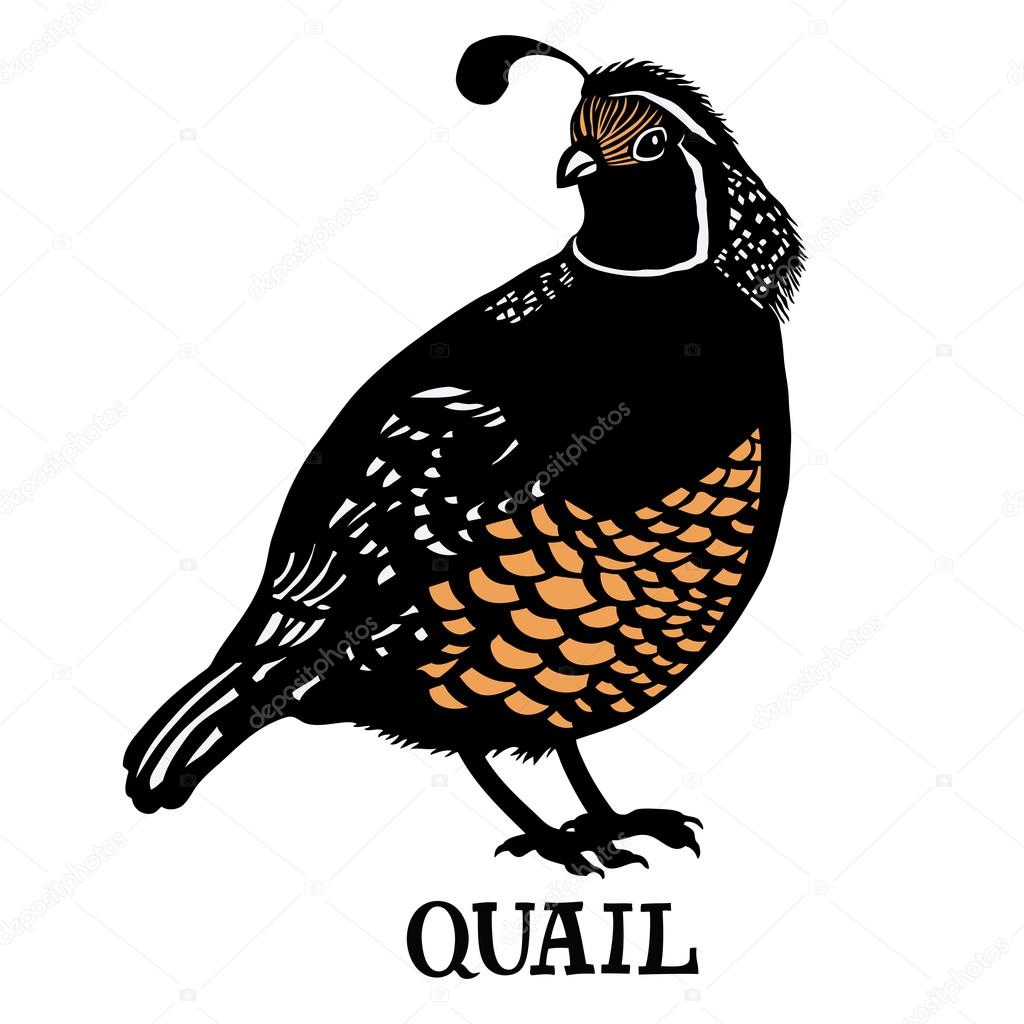 quail family silhouette