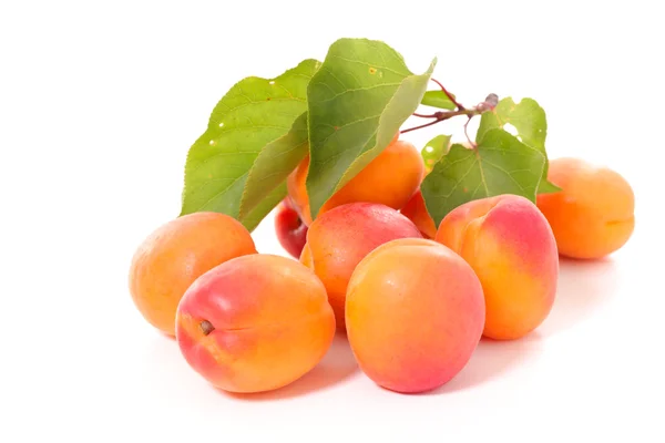 Sweet fresh apricots Stock Picture