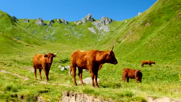 Koeien Kudde Groene Berg Franse Salers Koeien — Stockvideo