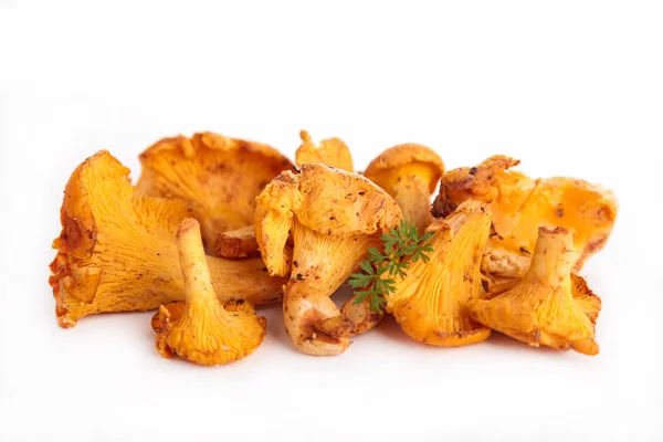 Diferentes cogumelos — Fotografia de Stock