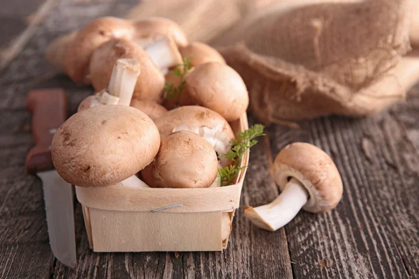 Eetwaren paddestoelen — Stockfoto