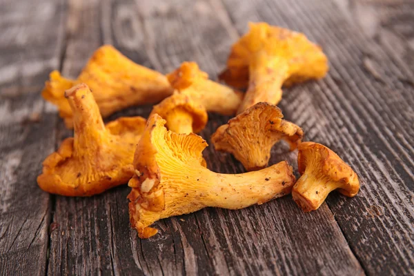 Chanterelle — Stock Photo, Image