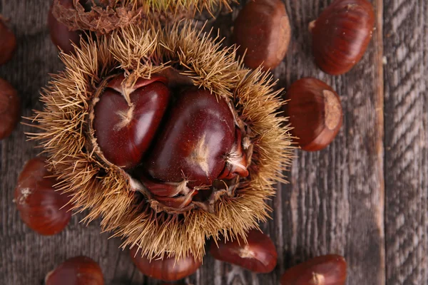 Verse rauwe kastanjes — Stockfoto