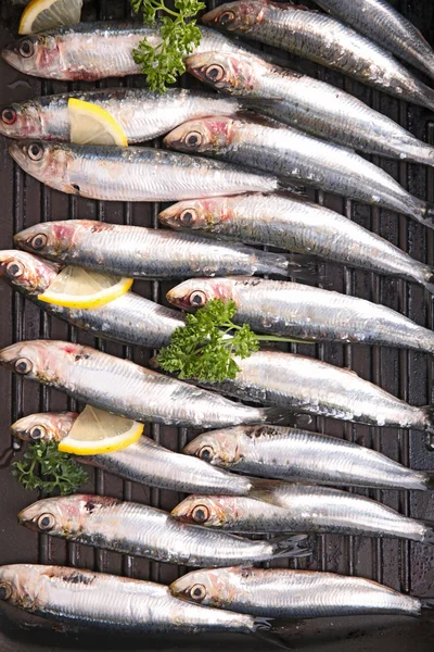 Anchovy, small fishes for grill — Stock Photo, Image