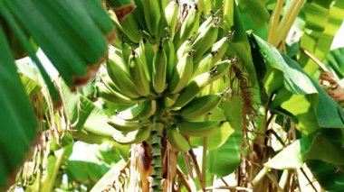 muz ağacı üzerinde bir demet