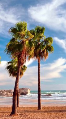 Plajda palmiye ağacı, yaz tatili, tropikal iklimde seyahat yeri, sosyal medya için dikey video