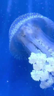 Akvaryumun mavi sularında yüzen denizanaları.