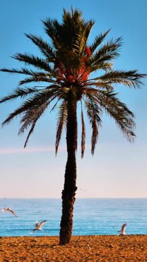 Açık Mavi Gökyüzüne Karşı Uzun Palmiye