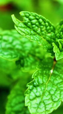 Yeşil Nane Bitkisi Yetiştirme Arkaplanı, dikey video