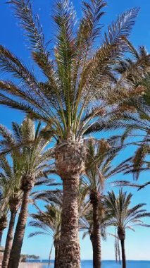 kamera hareketi bir palmiye ağacının denizin üzerinde