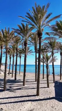 İnsansız hava aracı palmiye ağaçlarının arasından denize uçuyor.