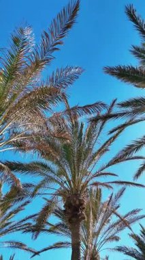 kamera hareketi bir palmiye ağacının denizin üzerinde