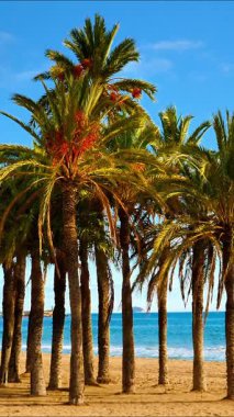 Palmiye plajı, sahildeki palmiye ağaçları