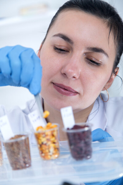 Лабораторный ассистент в лаборатории качества пищевых продуктов.Анализ культуры клеток для тестирования генетически модифицированных семян
