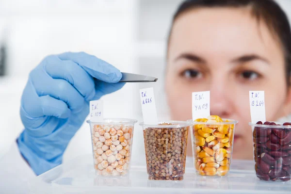 Laboratory assistant in the laboratory of of food quality.Cell culture assay to test genetically modified seed — Stock Photo, Image