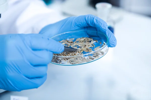 Laborassistentin im Labor für Lebensmittelqualität. Zellkultur-Test zum Test gentechnisch veränderten Saatguts — Stockfoto