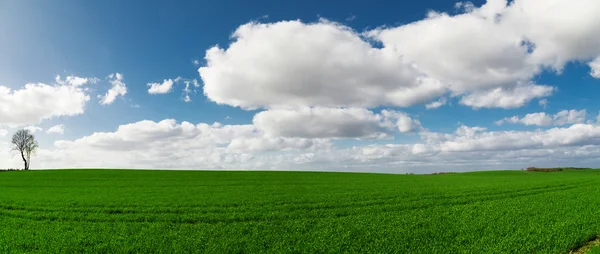 Panorama de nubes de cielo y hierba en el prado — Foto de Stock