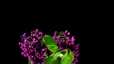 Menekşe leylak siyah arka plan üzerine çiçek açan Timelapse