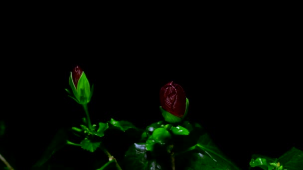Röd Hibiscus blomma blommar öppning — Stockvideo