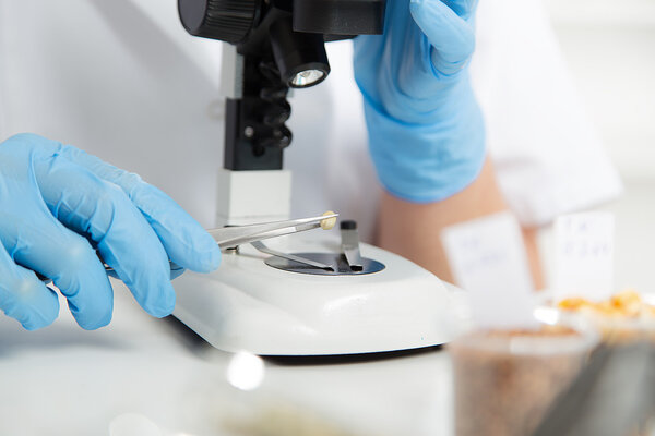 Лабораторный ассистент в лаборатории качества пищевых продуктов.Анализ культуры клеток для тестирования генетически модифицированных семян
.