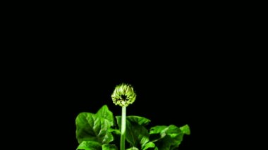 Hızlandırılmış büyüyen ve siyah arka plan üzerine izole pembe Gerbera papatya çiçek açma