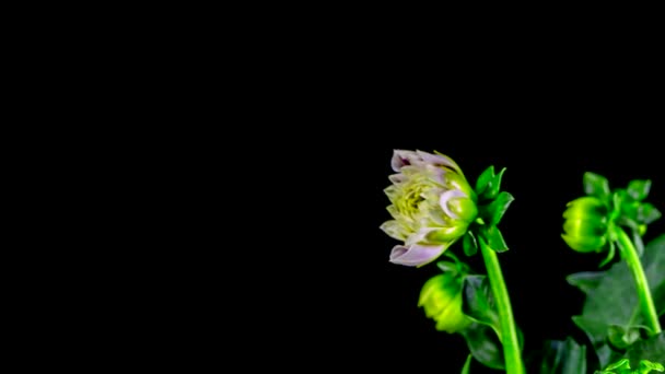 Time-Lapse öppna Dahlia på svart bakgrund — Stockvideo