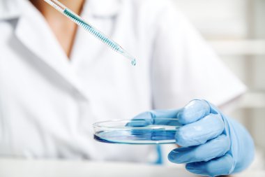 Renk sıvı ve petri yemekler damla ile pipet. Petri kabına bir laboratuvarı çözümde inceleyerek bilim adamı