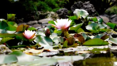 Sabah güneş çiçek açan beyaz Lotus çiçeği