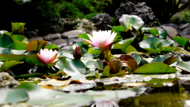 White Lotus Flower Blooming in the Morning Sunshine — Stock Video