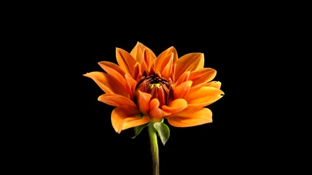 Time-Lapse of Growing and Opening Orange Dahlia (Georgine) Isolated on Black Background — Stock Video
