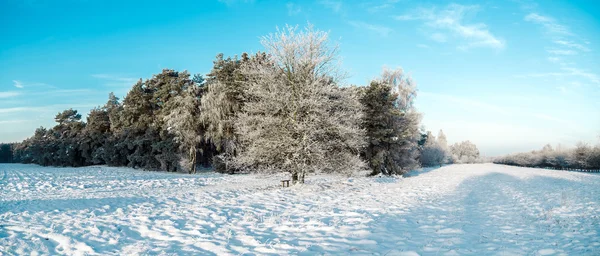 Frysta träd på vintern fält och blå himmel. Toning bild. — Stockfoto